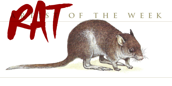 Rufous Rat-Kangaroo