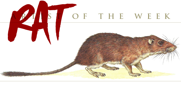 Gliding Spiny Rat