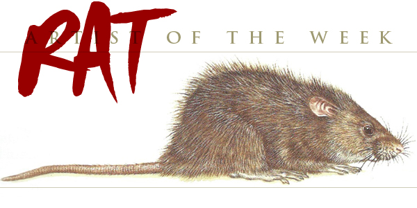 Greater Bandicoot Rat