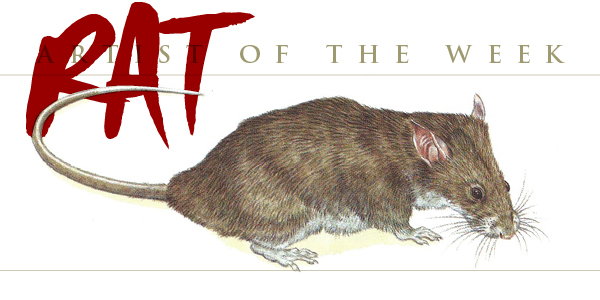 Long-Tailed Pouched Rat