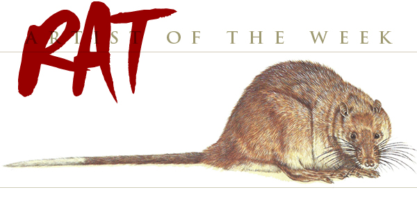 Australian Water Rat