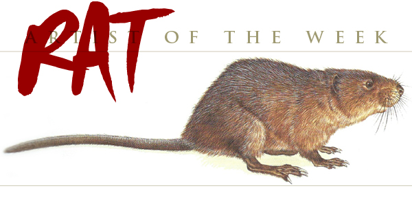Muskrat