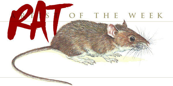 Spiny Rice Rat