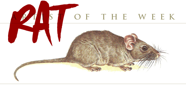 Chinchilla-Rat