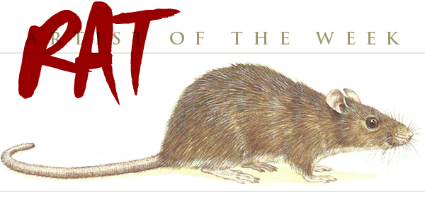 Norway Rat